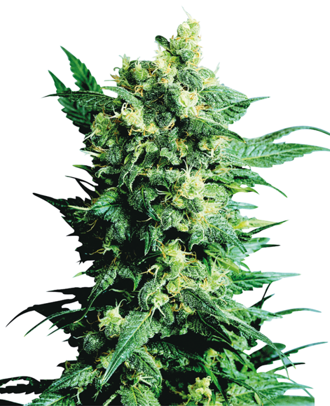 Sensi Seeds Cannabis Shiva Shanti II® Regular, 10 buc
