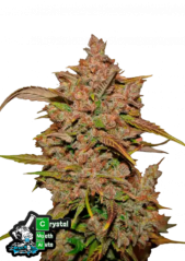 Fast Buds Cannabis Seeds Crystal Meth Auto