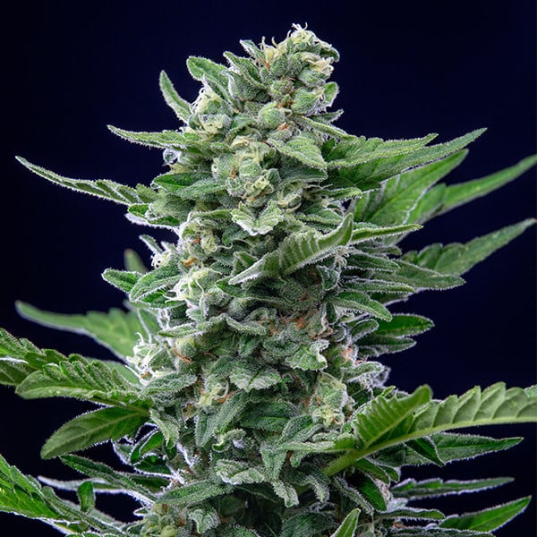 Royal Queen Seeds Semillas de cannabis Royal Critical Auto