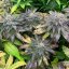 Silent Seeds Seminte de Canabis B-45 By Booba Feminizate