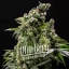 Blimburn Seeds Cannabis Zaden Cafe Racer Auto