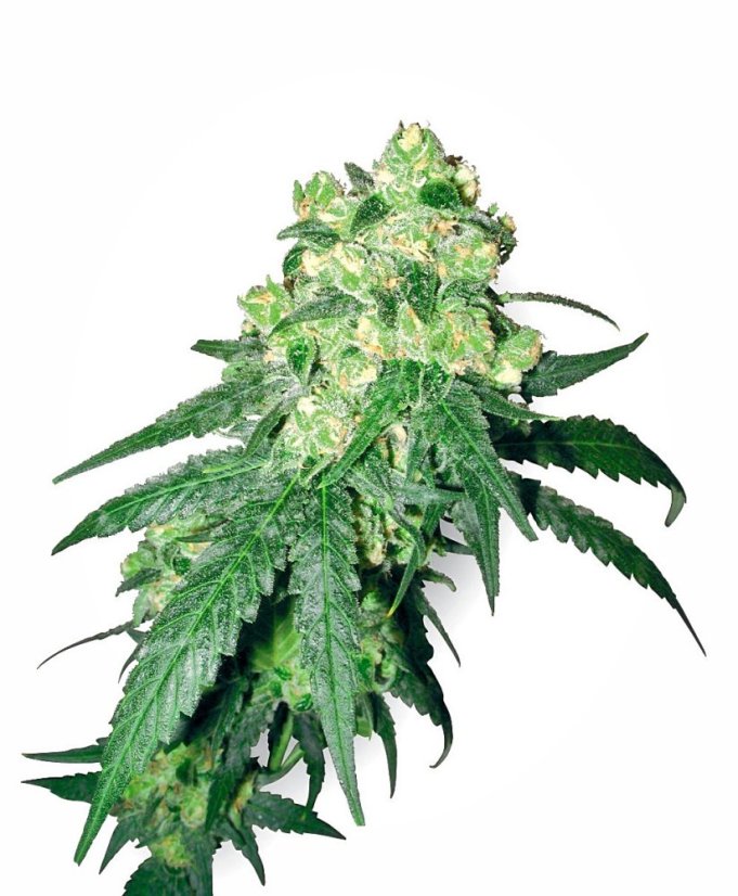 Sensi Seeds Seminte de canabis White Rhino Regular by White Label, 10 buc