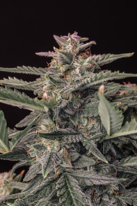 Fast Buds Sjemenke konoplje White Widow Auto