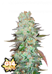 Fast Buds Sjemenke konoplje G14 Auto