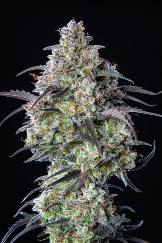 Fast Buds Cannabis Seeds Mimosa Cake Auto
