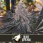 Blimburn Seeds Cannabiszaden Blue Dream Gefeminiseerd
