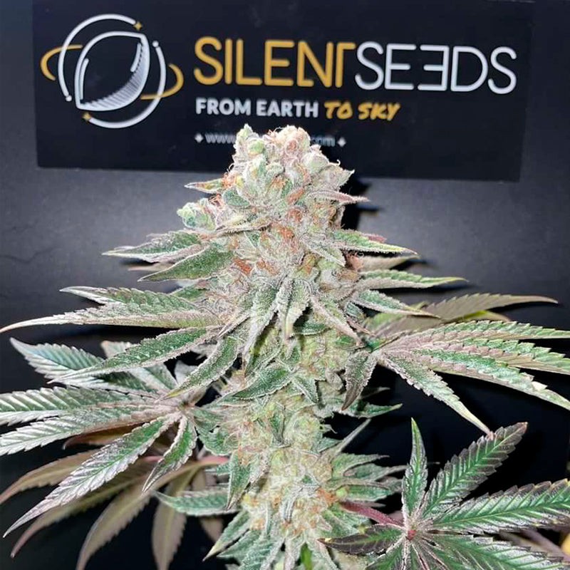 Silent Seeds Seminte de canabis Pink Sunset Auto By Sherbinskis