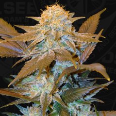 T.H.Seeds™ Насіння коноплі Critical HOG™, 5+1 упаковка, фемінізовані