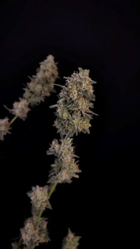 Fast Buds Biji Ganja BubbleGum Auto