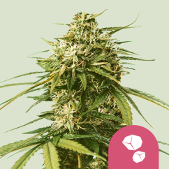 Royal Queen Seeds Cannabis Seeds Gushers elnőiesedve