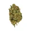 Royal Queen Seeds Seminte de canabis Kali Dog Feminizate