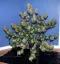 Fast Buds Semi di Cannabis Girl Scout Cookies Auto