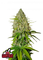 Fast Buds Sjemenke konoplje Grejp Auto