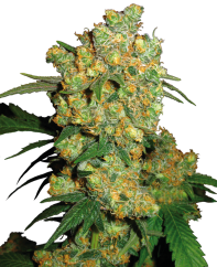 Sensi Seeds Cannabis Seeds Big Bud® Feminized, 3-25 τεμ.
