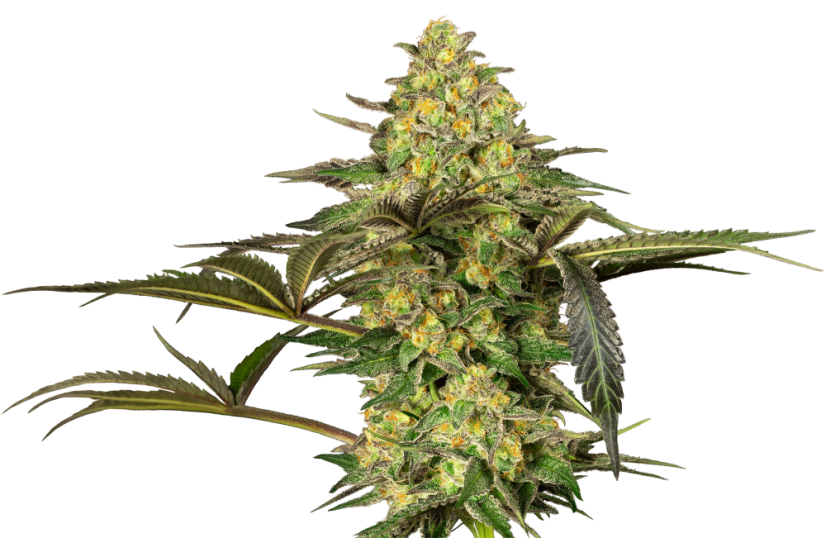 Sensi Seeds Semințe de canabis Grapevine Candy® feminizate, 3-10 buc.