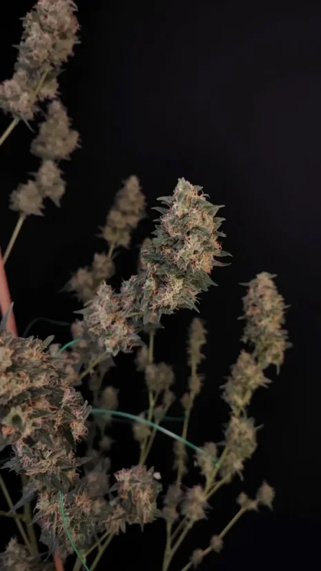 Fast Buds Sjemenke konoplje Sir Auto