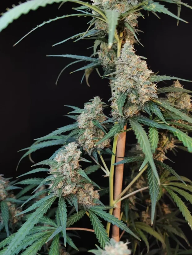 Fast Buds Sjemenke konoplje Sir Auto