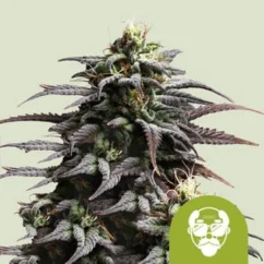 Royal Queen Seeds Seminte de canabis Grandaddy Purple Auto