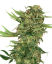 Sensi Seeds Semințe de canabis N13 Kush feminizate, 3-10 buc.
