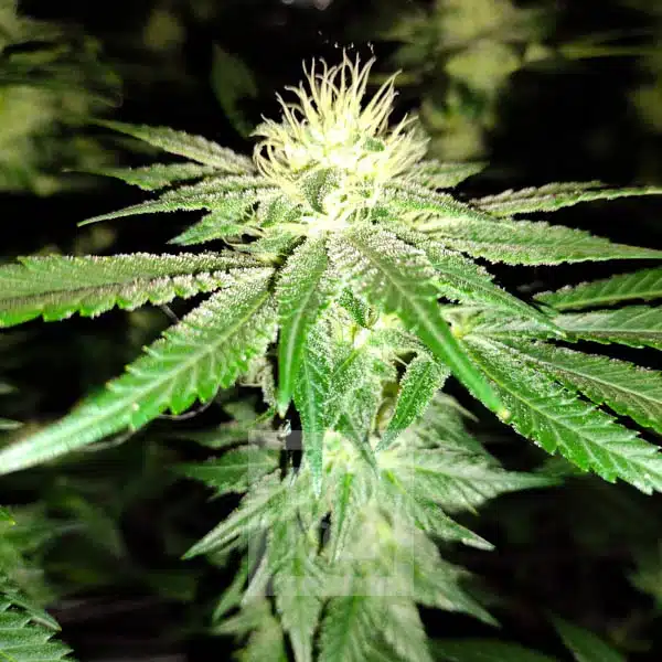 Blimburn Seeds Semi di Cannabis Blackberry Moonstones Femminizzati
