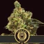 Blimburn Seeds Kanepiseemned Mamba Negra CBG