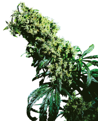 Sensi Seeds Semințe de canabis Northern Lights #5 X Haze® feminizate, 3-10 buc.