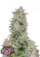 Fast Buds Semi di Cannabis Forbidden Runtz Auto