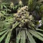 Blimburn Seeds Semi di Cannabis Cafe Racer Femminizzati