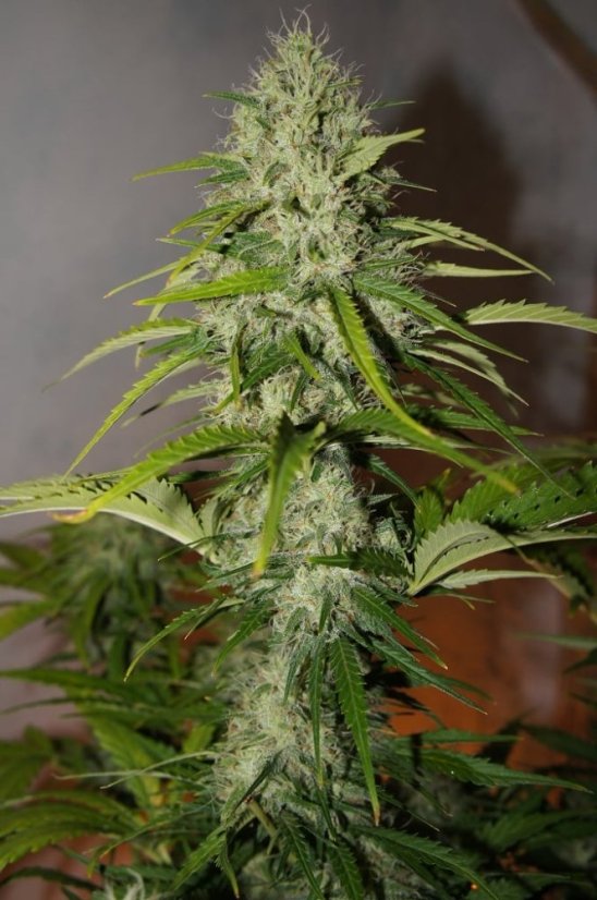 Fast Buds Sjemenke konoplje Grejp Auto
