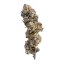 Royal Queen Seeds Seminte de canabis Mimoza feminizate