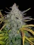 Fast Buds Насіння канабісу Rhino Ryder Auto