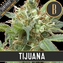 Blimburn Seeds Semena konoplje Tijuana Feminized