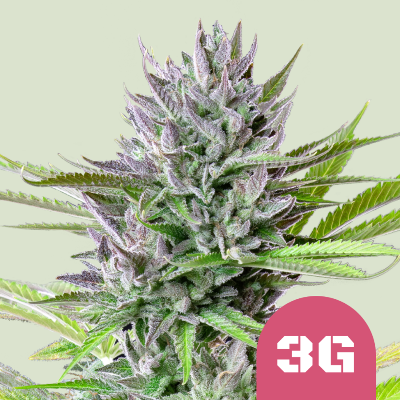 Royal Queen Seeds Seminte de canabis Triple G feminizate
