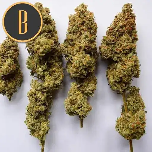 Blimburn Seeds Sjemenke konoplje OG Kush Feminized