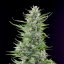 Royal Queen Seeds Seminte de Canabis Fat Banana Feminizate