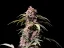 Fast Buds Semi di Cannabis Amnesia Zkittlez Auto
