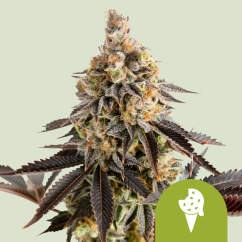 Royal Queen Seeds Seminte de canabis Biscuiti Gelato Auto