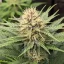 Blimburn Seeds Cannabiszaden Blue Dream Gefeminiseerd