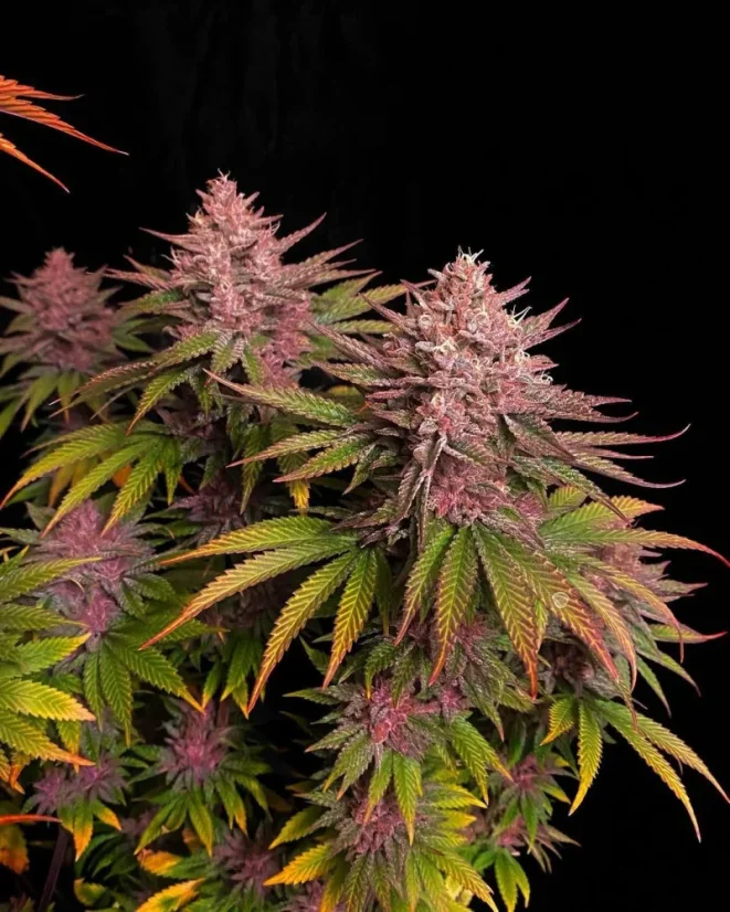 Fast Buds Cannabis Seeds Purple Lemonade FF