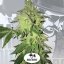 T.H.Seeds™ Seminte de canabis Shiloh Z, pachet 5+1, feminizate