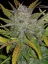 Fast Buds Насіння канабісу Rhino Ryder Auto
