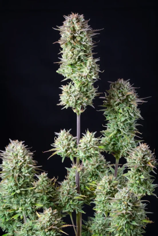 Fast Buds Sjemenke konoplje Košer kolač Auto