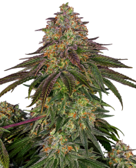 Sensi Seeds Seminte de canabis Sweet Cherry Kush® feminizate, 3-10 buc.