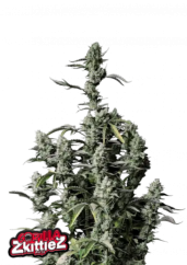 Fast Buds Sjemenke konoplje Gorilla Zkittlez Auto