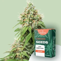 Cuqaawwan Canntropy Auto Amnesia Haze (Of-autoflowering)