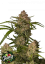 Fast Buds Sjemenke konoplje Guava Auto