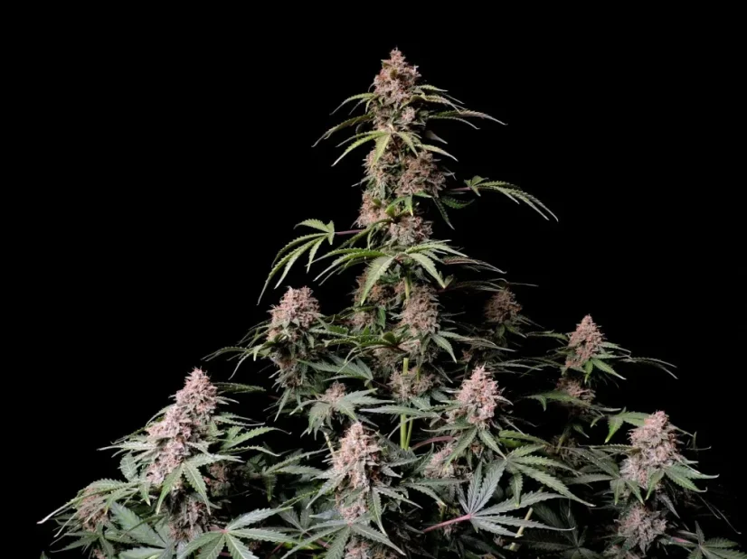 Fast Buds Semi di Cannabis Amnesia Zkittlez Auto