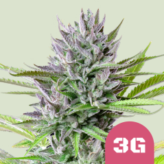 Royal Queen Seeds Seminte de canabis Triple G feminizate
