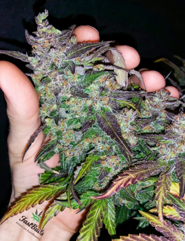 Semințe de Cannabis Fast Buds Fastberry Auto