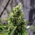 Doctor's Choice Seeds Rock Machine Auto Femminizzata